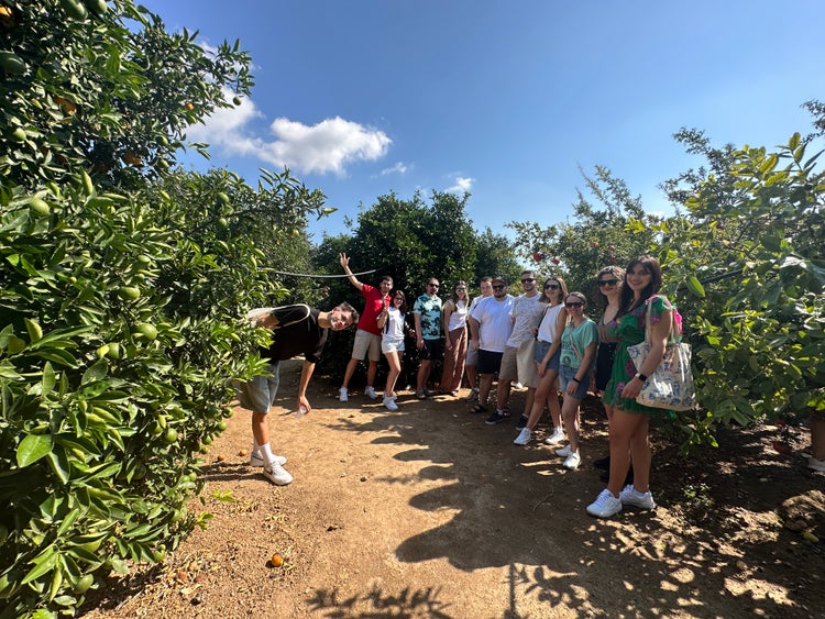 Lemon orchard